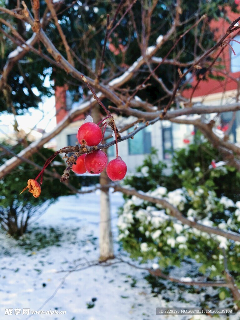 雪景