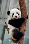 小熊猫爬树