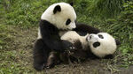 大熊猫玩耍