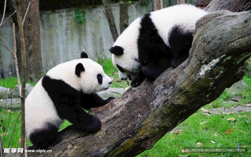 两只小熊猫