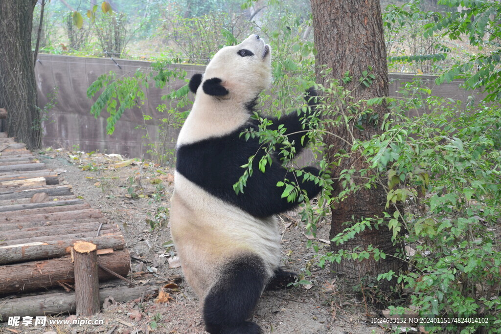 站立大熊猫