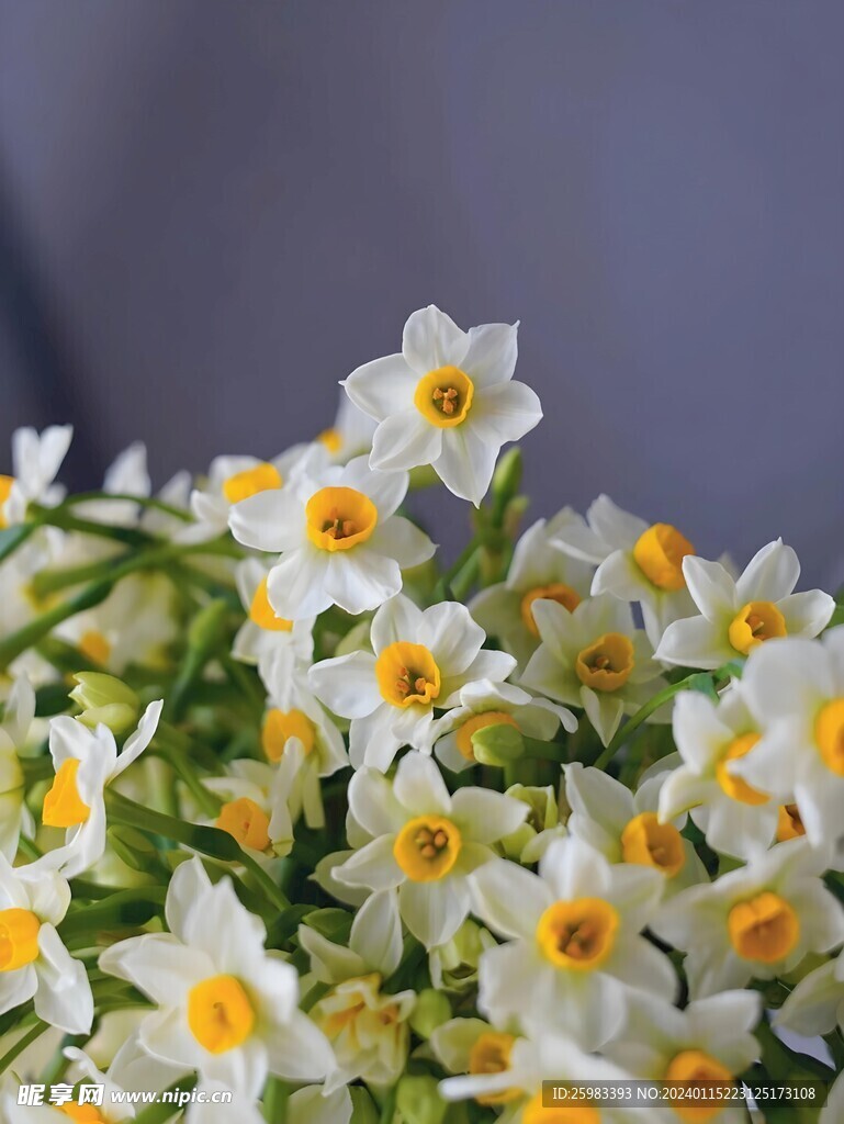 水仙花