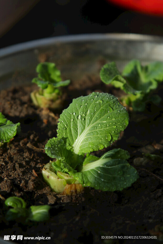 植物 