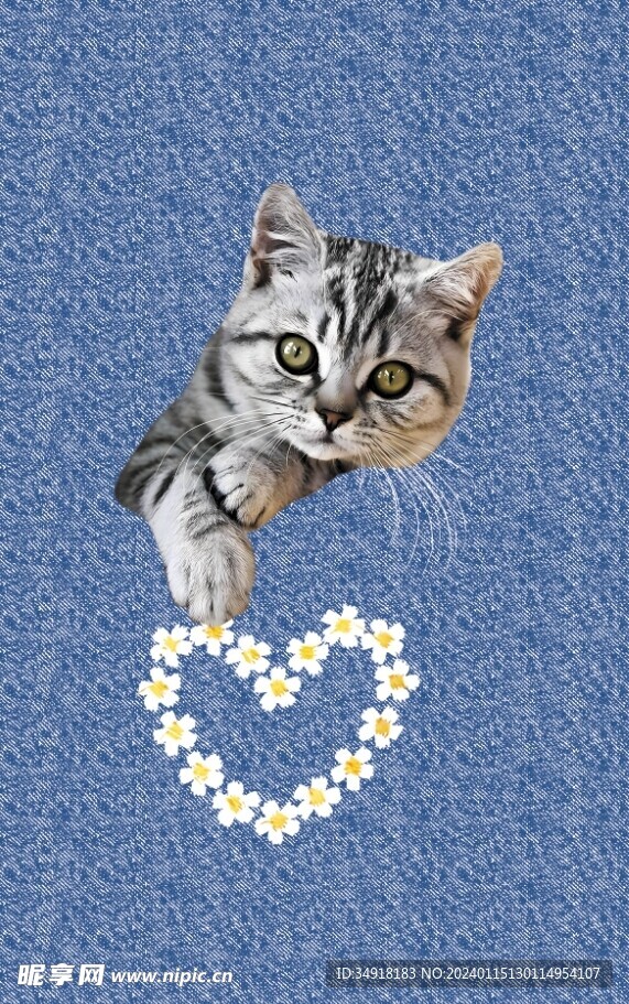 牛仔纹猫咪