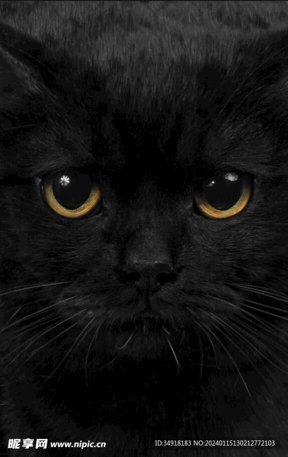 黑猫咪