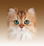渐变猫咪