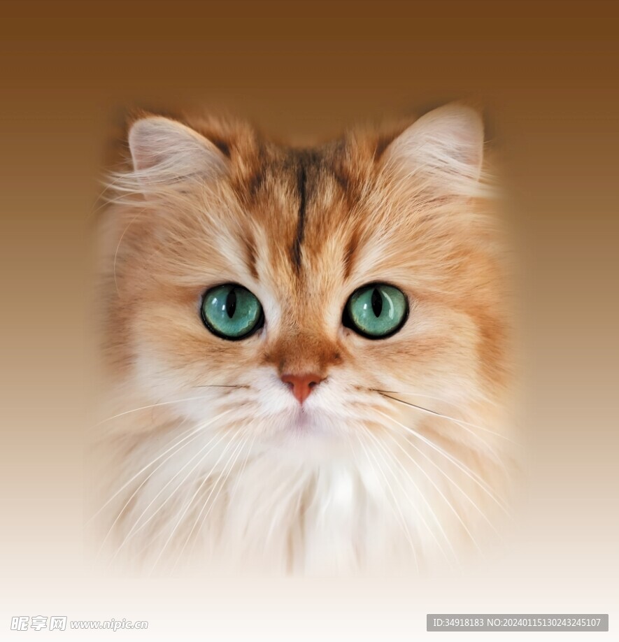 渐变猫咪