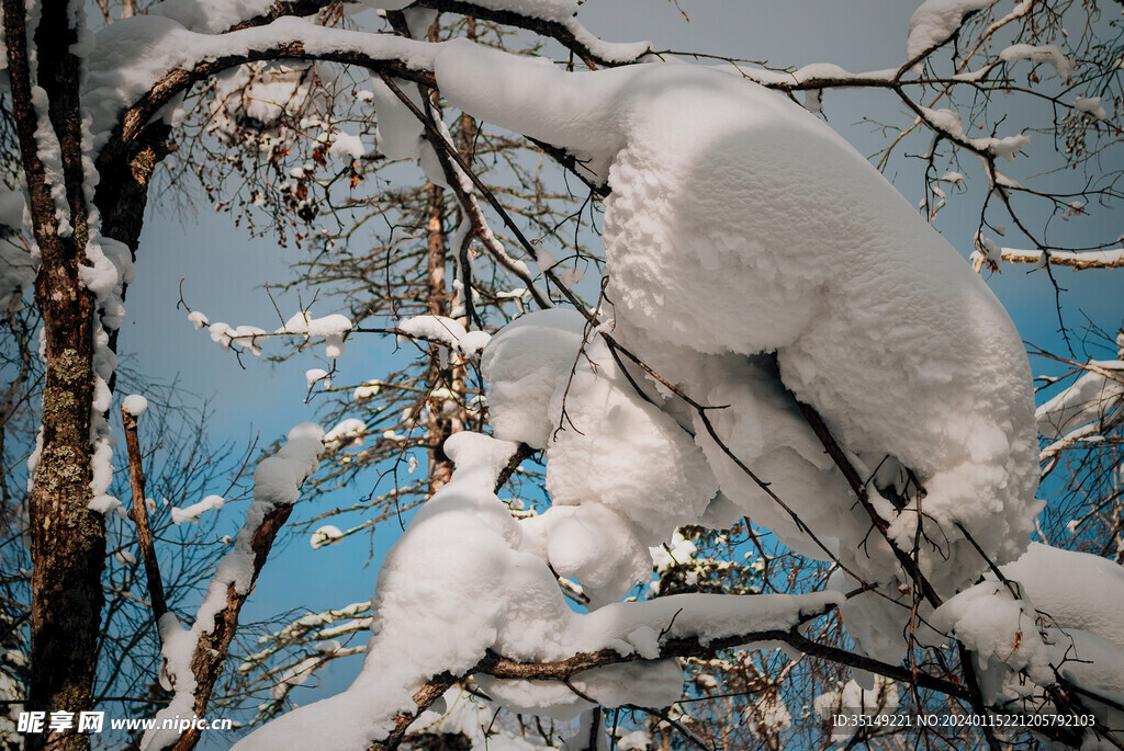 雪乡森林