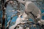 雪乡森林