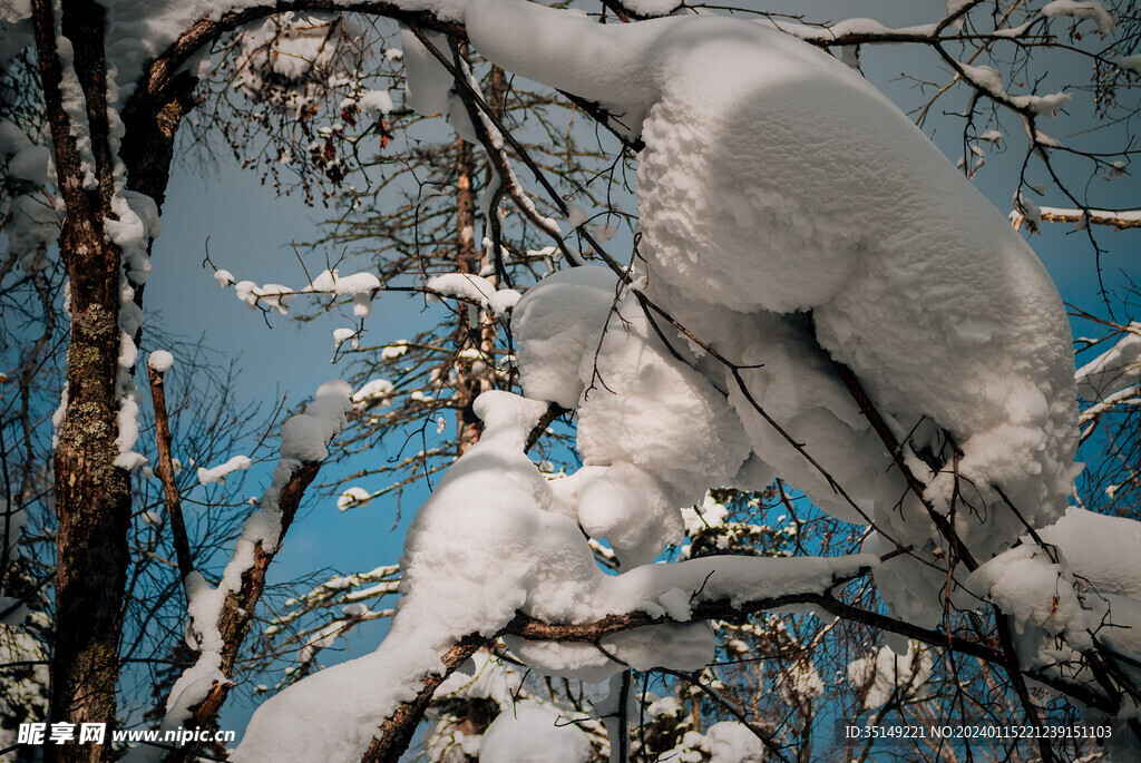 雪乡森林