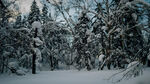 雪林