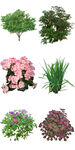园木喜阴花卉