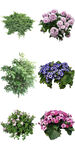 喜阴花卉