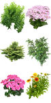 景观花卉