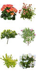 绿植花卉