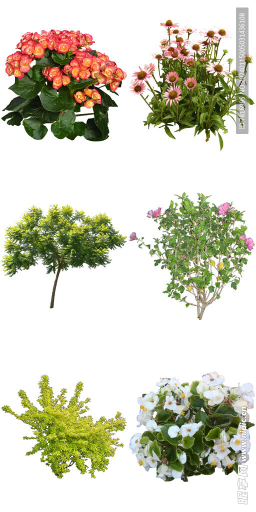 绿植花卉