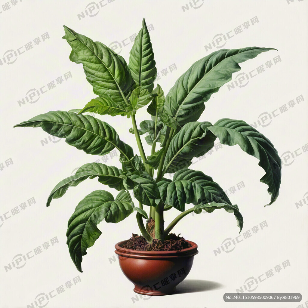 茄科烟草植物 一颗烟草植物
