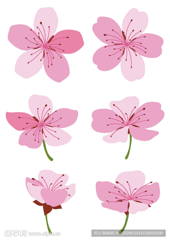 樱花