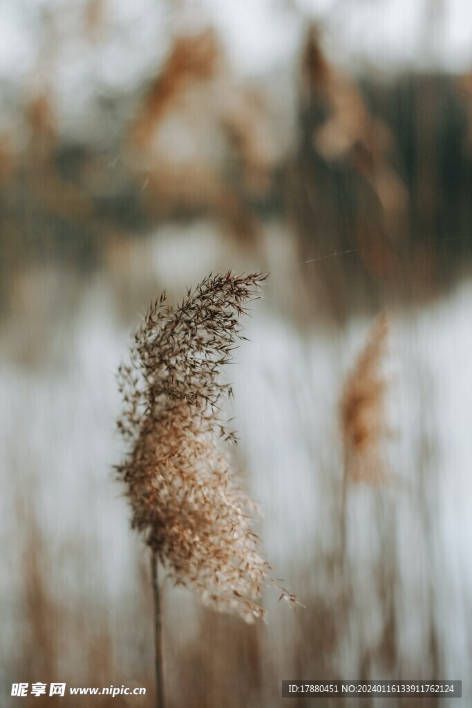 野草