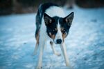 牧羊犬