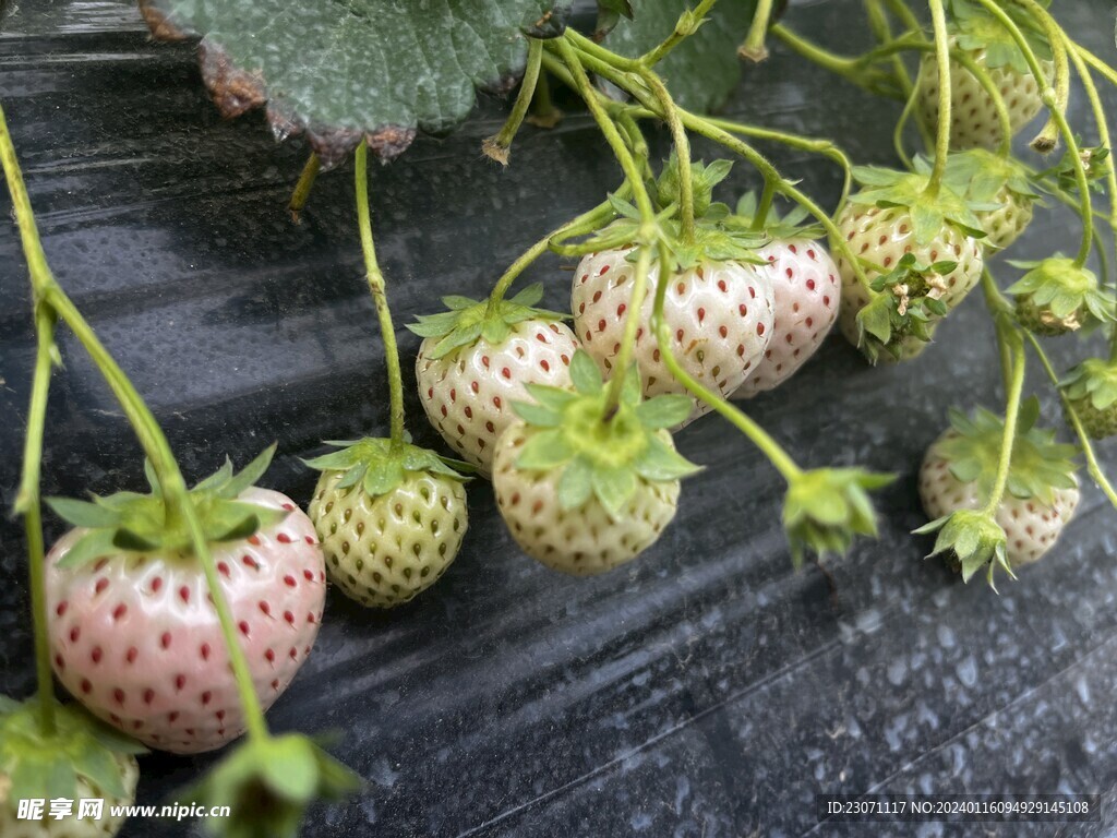 白草莓