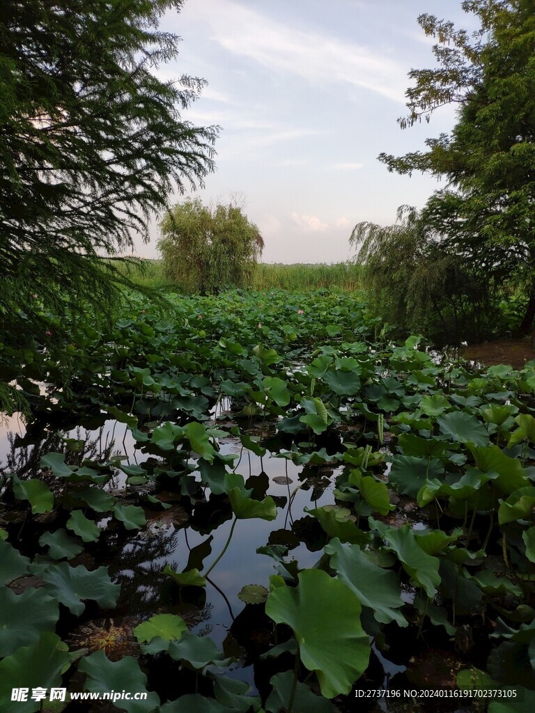 荷花池