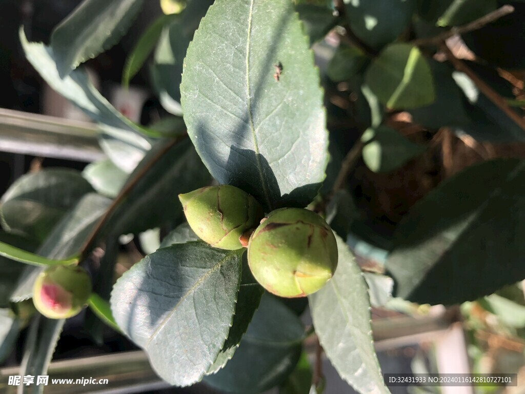 茶花