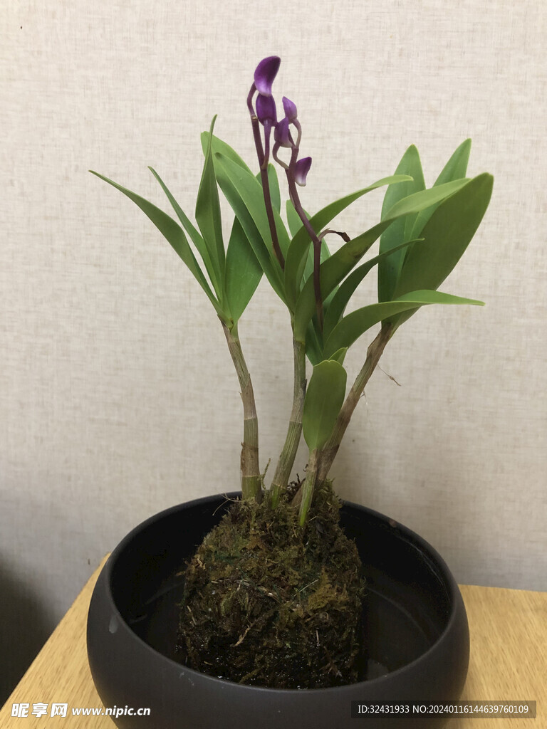 植物