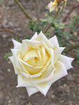多色渐变月季花