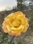 黄色月季花