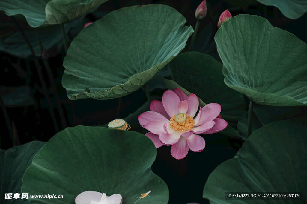 荷花
