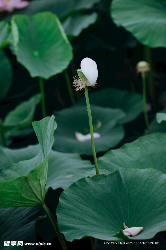 荷花
