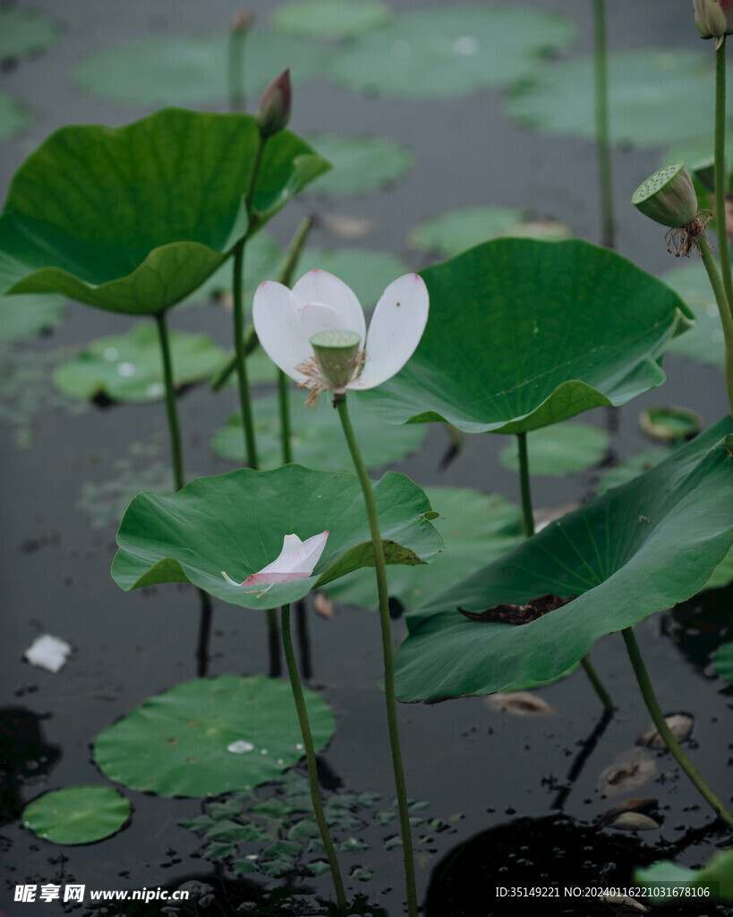 荷花