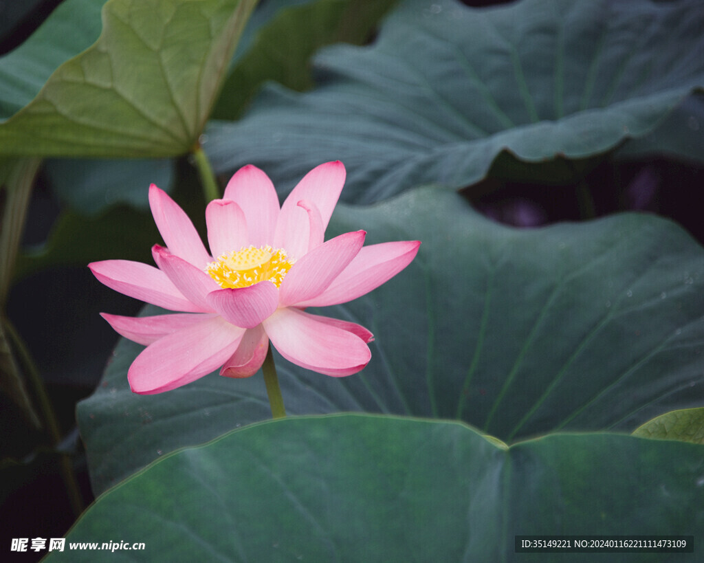 荷花