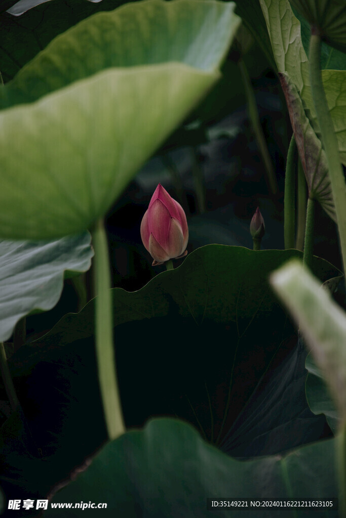 荷花