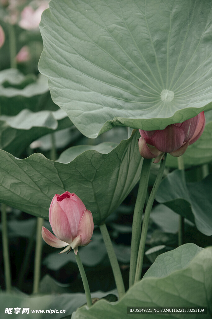 荷花