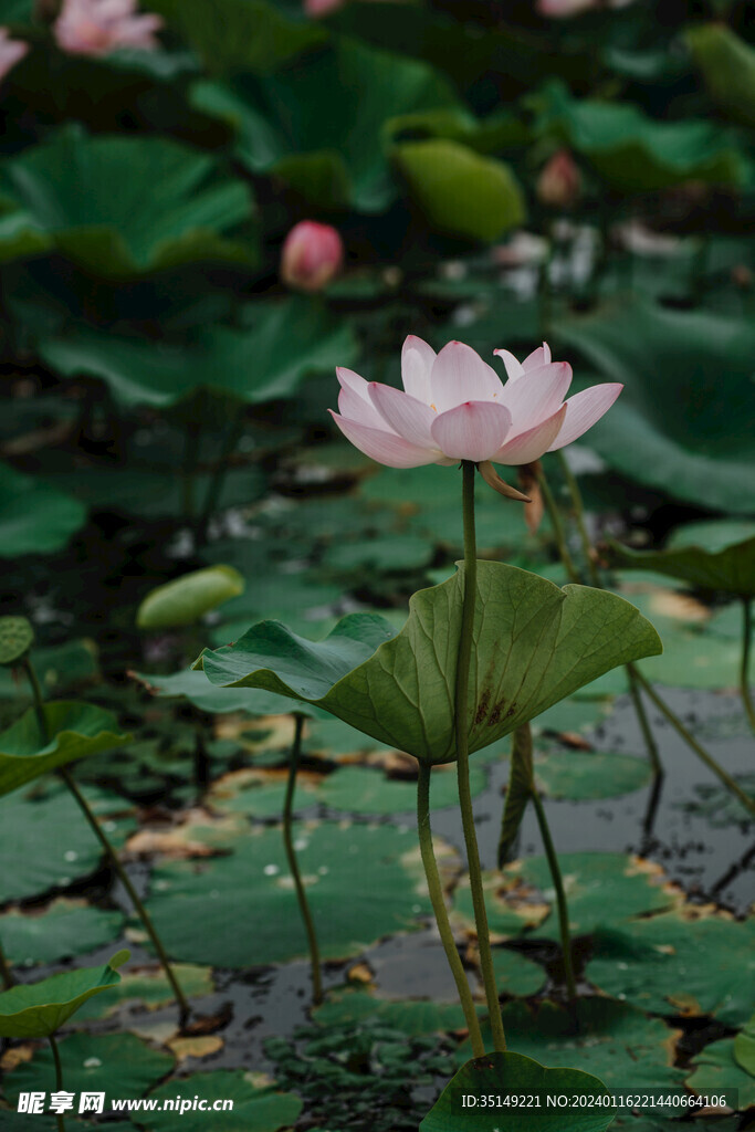 荷花