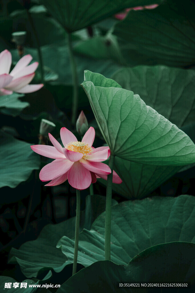 荷花