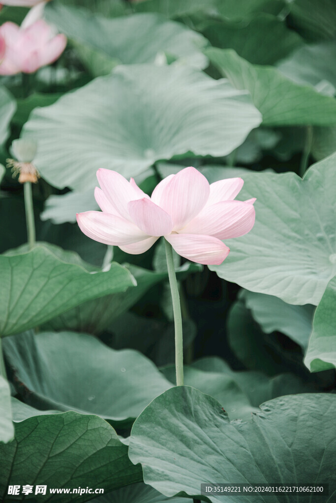 荷花
