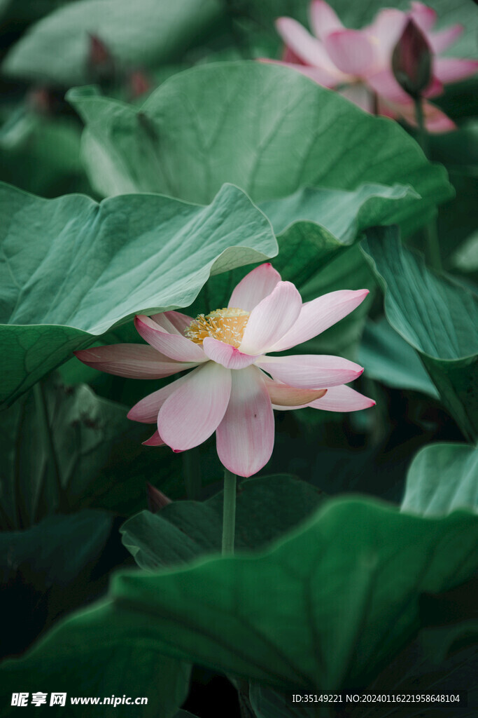 荷花