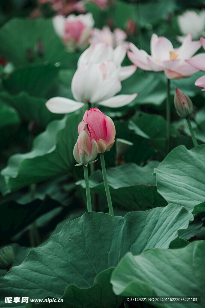 荷花