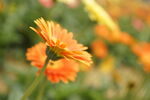 非洲菊