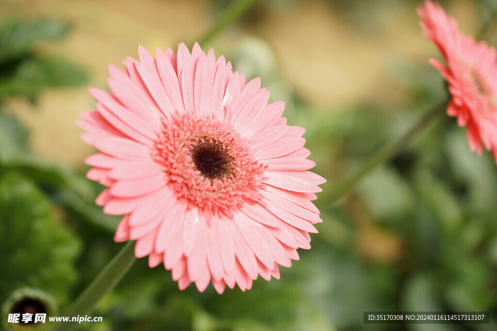 非洲菊