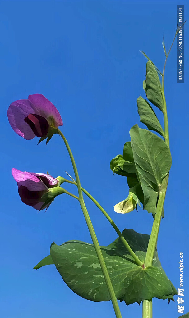 豆芽绿