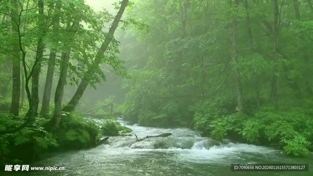 森林自然美景     