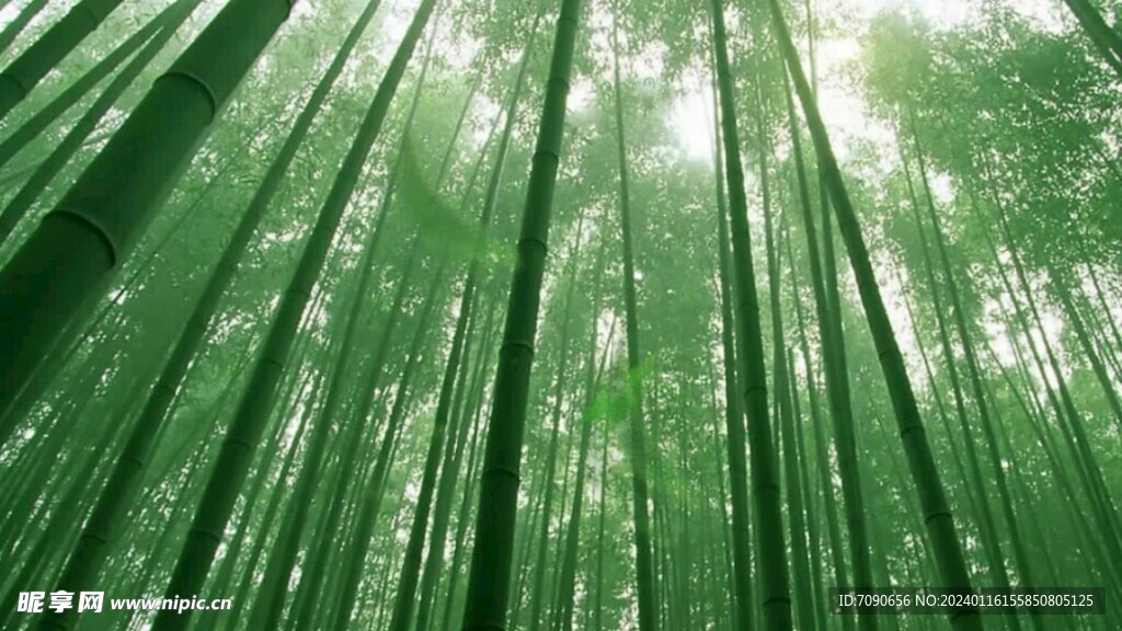 雨竹林