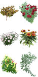 微景观花卉