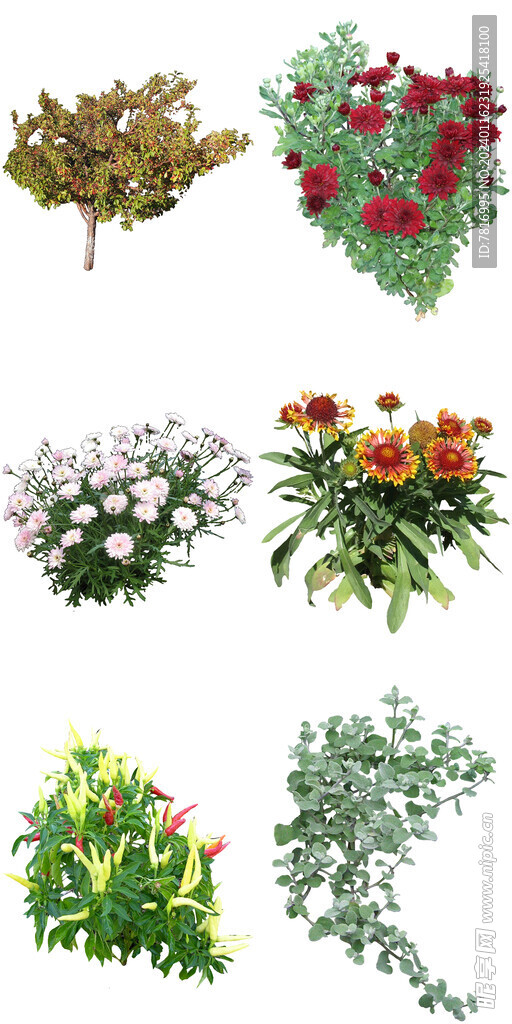 微景观花卉