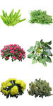 公园矮化花卉