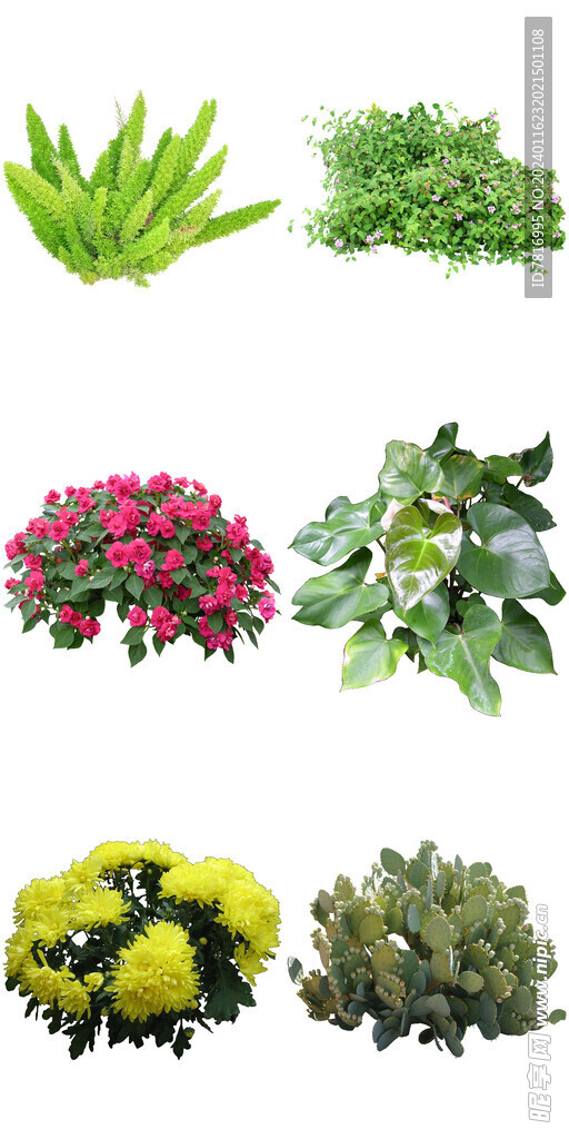公园矮化花卉